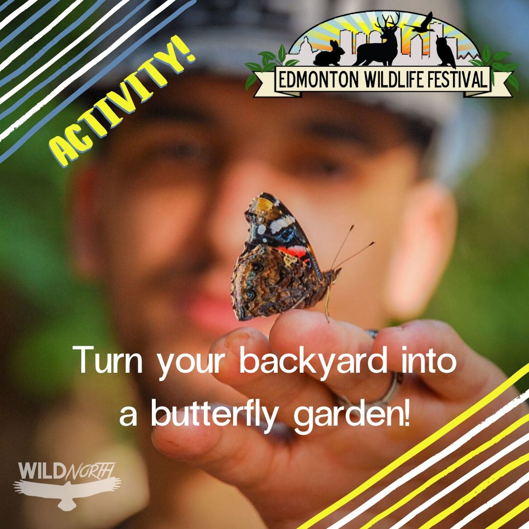 How to build a butterfly garden