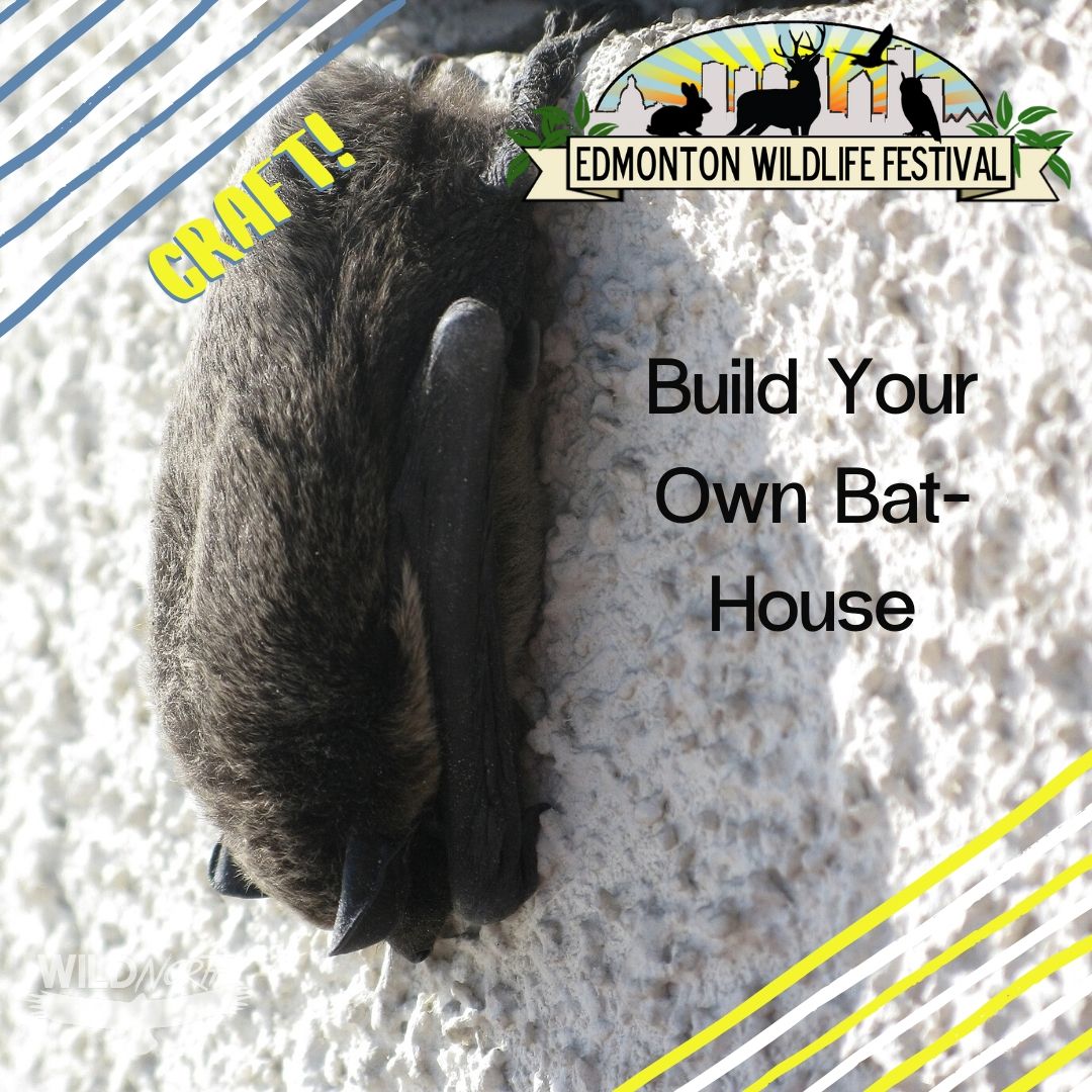 Build your own Bat House