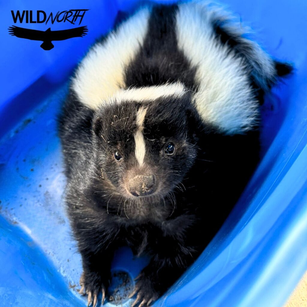 Striped Skunks: Understanding, Preventing Conflict, and Coexisting ...