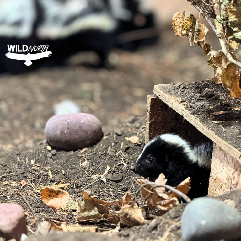 Striped Skunks: Understanding, Preventing Conflict, and Coexisting ...